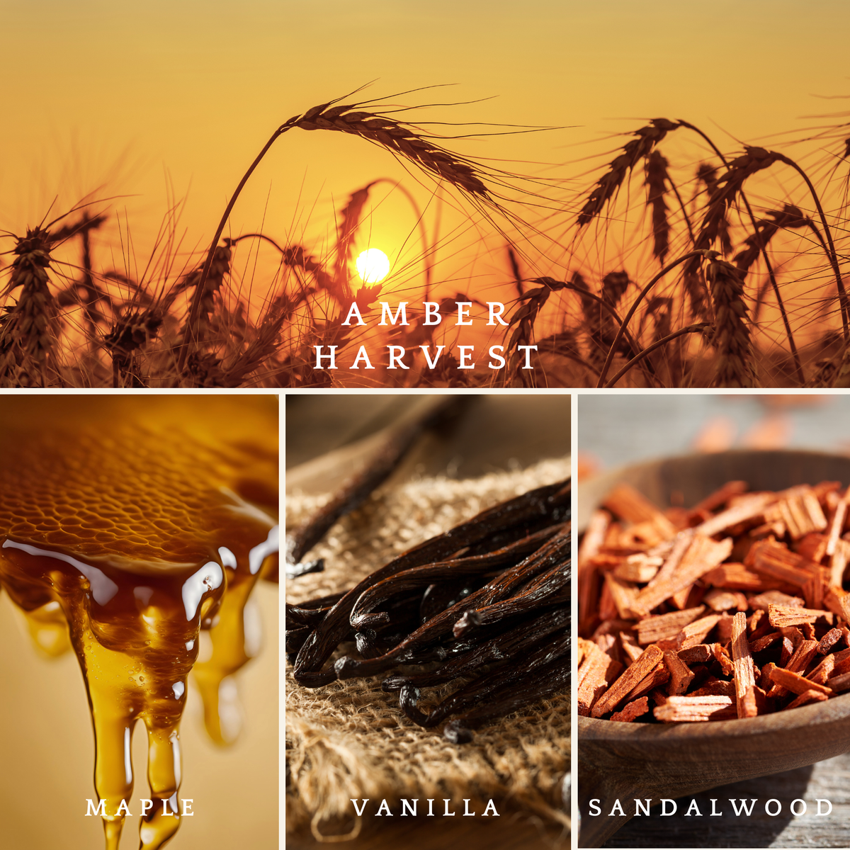 Amber Harvest candle scent notes featuring a golden wheat field, maple, vanilla, and sandalwood.